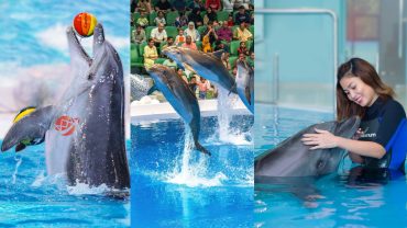 Visit Dubai Dolphinarium For A Fun Retreat In 2025