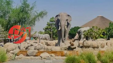 Dubai Safari Park: A Gateway to Exotic Wildlife Adventures
