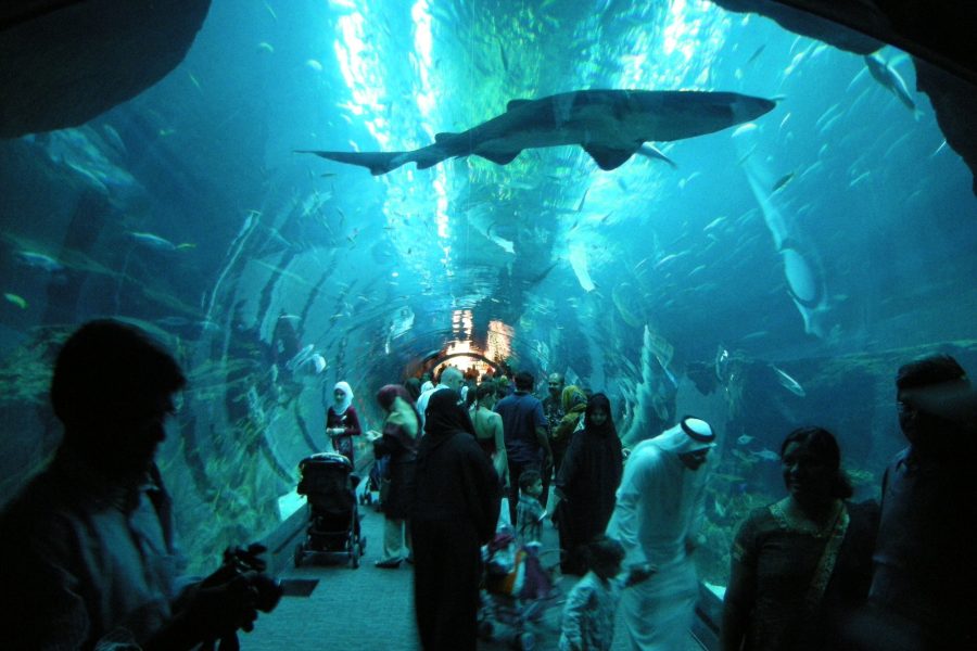 The National Aquarium Abu Dhabi
